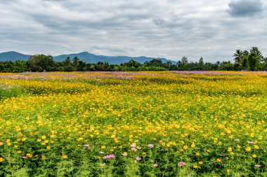 Sarı kozmos çiçekleri bulutlu ve dağ zeminli