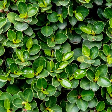 Yeşil Yapraklar duvar arkaplanı