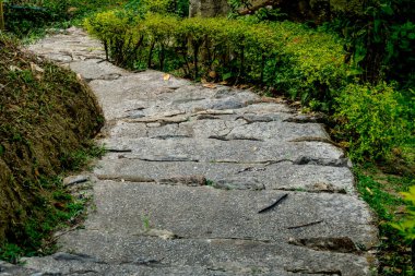 Yeşil budanmış bitkileri olan eski beton merdiven