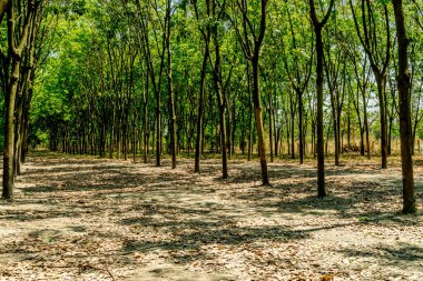 Yeşil kauçuk ağaçlar.