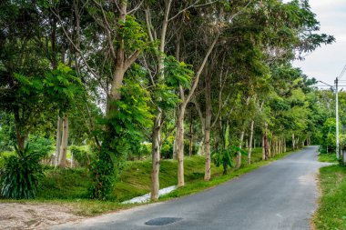Tayland kırsalında yeşil ağaçlı asfalt yol