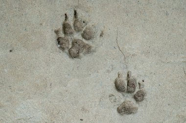 Beton zeminde köpek ayak izi var.