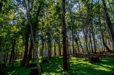Parktaki yeşil ağaçların bir kısmı