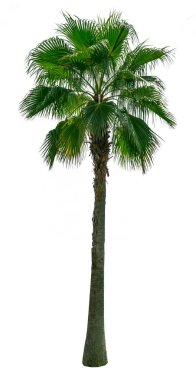 Yeşil palmiye ağacı beyaz arkaplanda izole