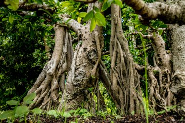 Ağaç kök ağının resmi