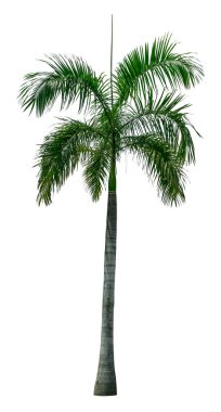 Yeşil tilki kuyruğu palmiyesi beyaz arkaplanda izole edilir