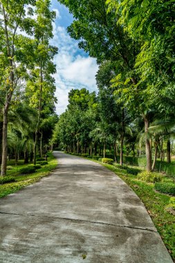 Parkta yeşil ağaçlar olan beton yol