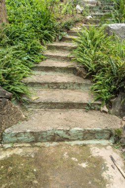 Yeşil yosun ve eğreltiotu ile parktaki beton merdiven