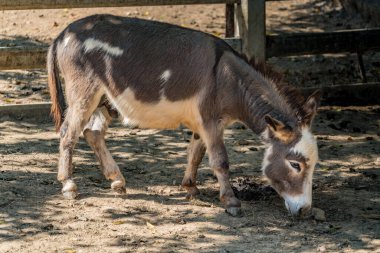 Genç kahverengi eşek çiftlikte