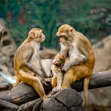 Rhesus Macaque, Macaca Mulatta, çocuğuyla birlikte kuru dalda oturan maymun.