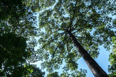 Mavi gökyüzü ile yeşil ağaçlar