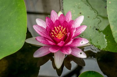 Kırmızı nilüfer çiçeği ve nilüfer yeşili yapraklar gölette