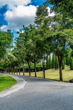 Parkta yeşil ağaçlar olan güzel asfalt yol.