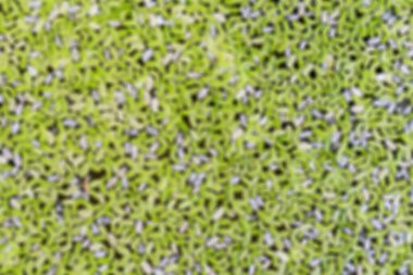 Bulanık yeşil su eğreltiotu, sivrisinek eğreltiotu