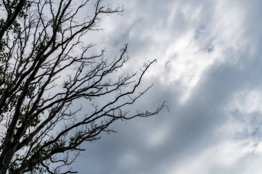 Bulutlu bir arkaplanda öldü