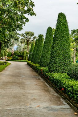 Parkın kenarındaki koni bitkileri budadı.
