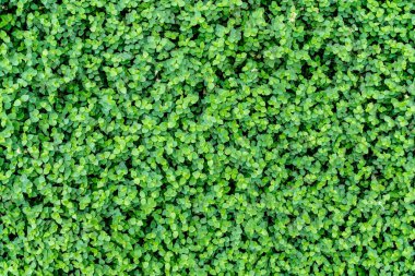 Yeşil yaprak duvar dokusu