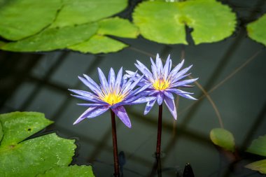 Gölette mavi nilüfer çiçeği ve nilüfer yeşili yapraklar
