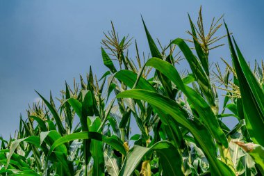 Beyaz bulutlu mısır tarlası ve mavi gökyüzü arkaplanı