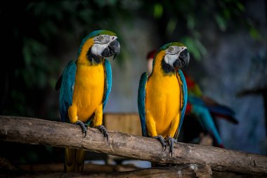 Şubedeki iki renkli papağanın resmi