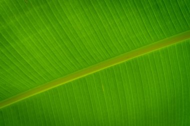 yeşil muz yaprağı dokusu arkaplanı