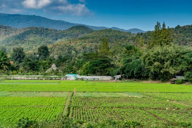 Mavi arka planda beyaz bulutlu dağ ve orman