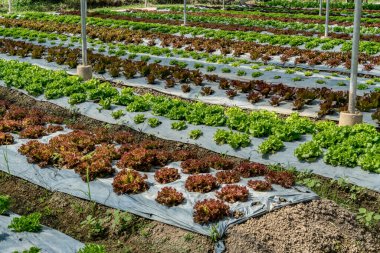 Çiftlikte yeşil sebze yatağı