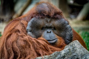 Kayanın arkasında oturan eski kahverengi Urangutan resmi