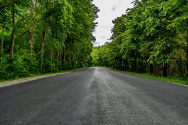 Tayland kırsalında yeşil tropikal ormanlı asfalt yol
