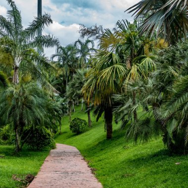 Parkta yeşil palmiye ağaçları olan beton patika.