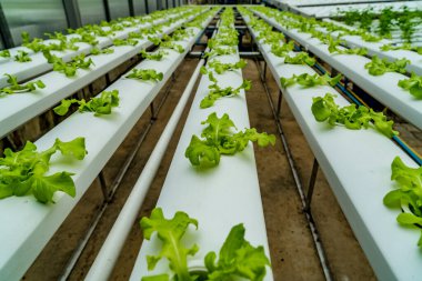 Hidrofonik çiftlikte taze yeşil marul.