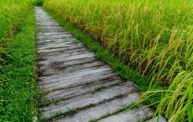 Çeltik tarlasında beton yol açıldı.