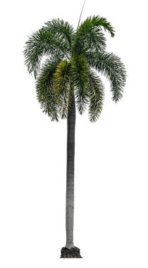 Beyaz arkaplanda yeşil palmiye ağacı izole