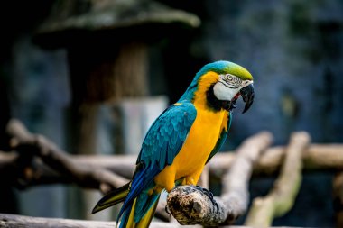 Şubedeki Renkli Papağan resmi