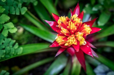 Bromeliaceae çiçeğinin üst görüntüsü