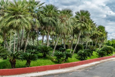 Parkta yeşil palmiye ağaçları olan beton patika.