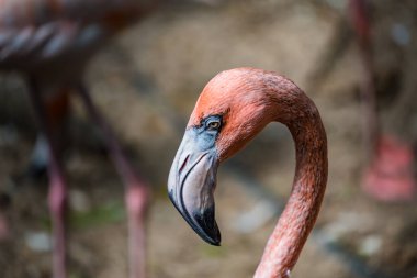 Güzel flamingo 'nun kafasından görüntüsü