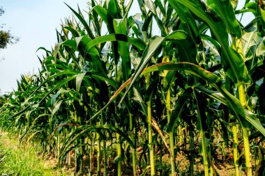 Beyaz bulutlu mısır tarlası ve mavi gökyüzü arkaplanı