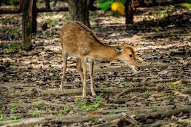 Toprak zeminde kahverengi Sika geyiği resmi