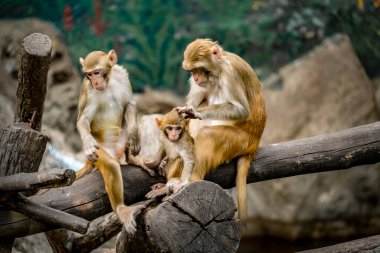 Rhesus Macaque, Macaca Mulatta, çocuğuyla birlikte kuru dalda oturan maymun.