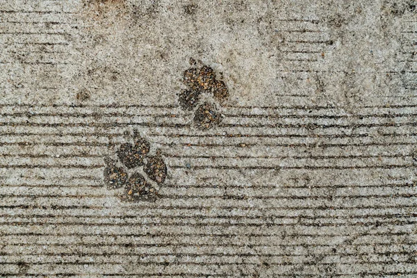 Dog Foot Print Concrete Floor — Stock Photo, Image