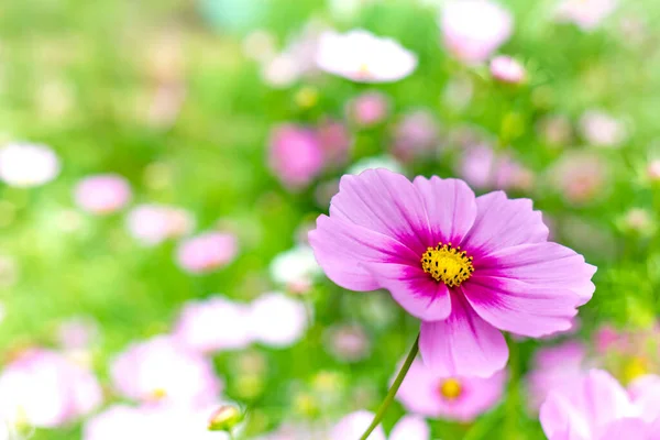 緑の背景に紫色のコスモスの花 — ストック写真