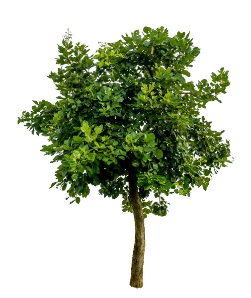 Grüner Baum Isolieren Auf Weißem Hintergrund — Stockfoto