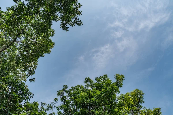Vrchol Zelených Stromů Modrou Oblohou — Stock fotografie