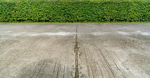 Green Hedge Fence Concrete Road — Stock Photo, Image