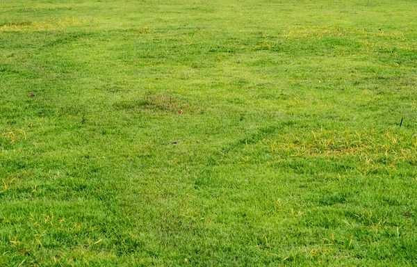 Gambar Latar Belakang Tekstur Rumput Hijau — Stok Foto