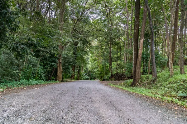 Estrada Campo Asfalto Com Árvores Verdes — Fotografia de Stock