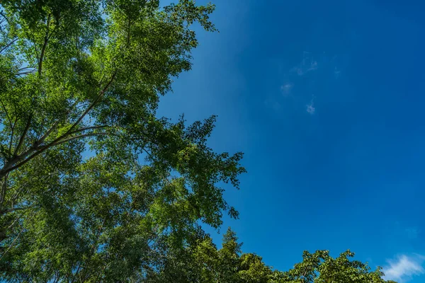 Topo Árvores Verdes Com Céu Azul — Fotografia de Stock