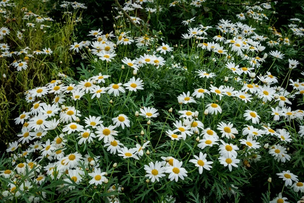 Imagem Campo Flores Brancas — Fotografia de Stock