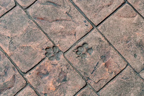 Dog foot print on concrete floor